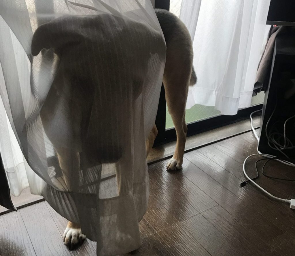 犬のお化け